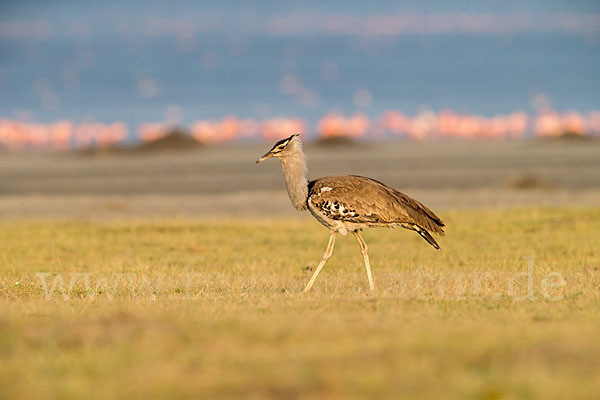 Zwergflamingo (Phoeniconaias minor)