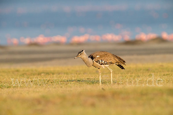 Zwergflamingo (Phoeniconaias minor)