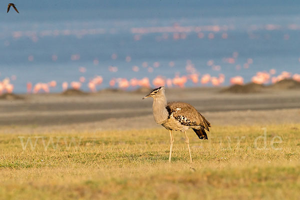 Zwergflamingo (Phoeniconaias minor)