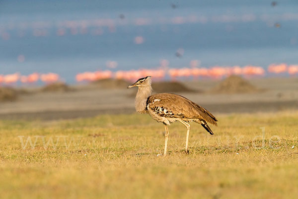 Zwergflamingo (Phoeniconaias minor)