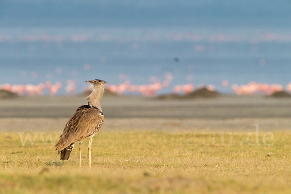 Zwergflamingo (Phoeniconaias minor)