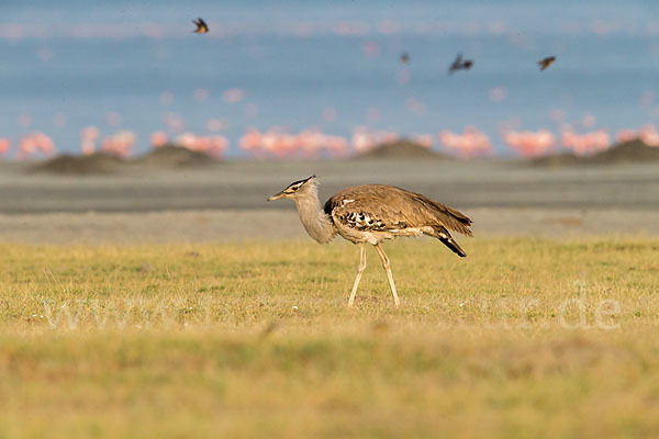 Zwergflamingo (Phoeniconaias minor)