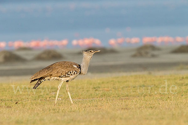 Zwergflamingo (Phoeniconaias minor)