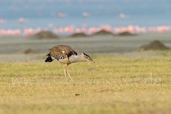 Zwergflamingo (Phoeniconaias minor)