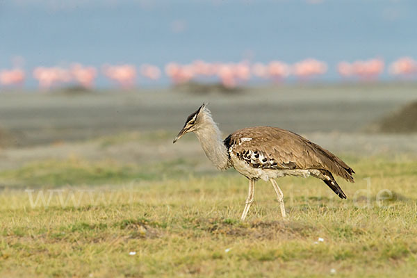 Zwergflamingo (Phoeniconaias minor)