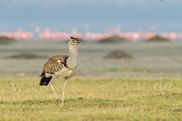 Zwergflamingo (Phoeniconaias minor)