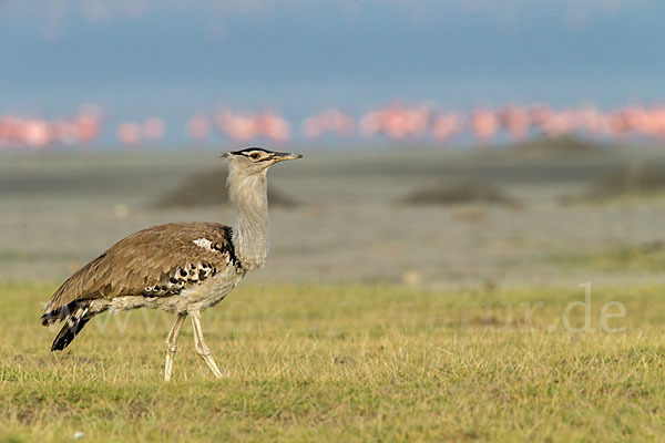 Zwergflamingo (Phoeniconaias minor)