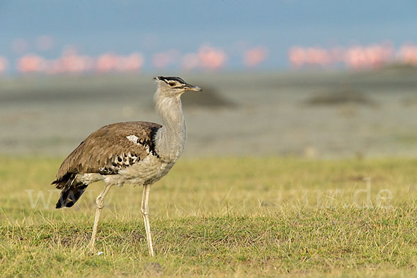 Zwergflamingo (Phoeniconaias minor)