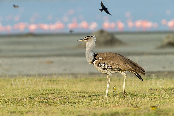 Zwergflamingo (Phoeniconaias minor)