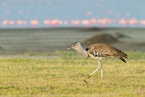 Zwergflamingo (Phoeniconaias minor)