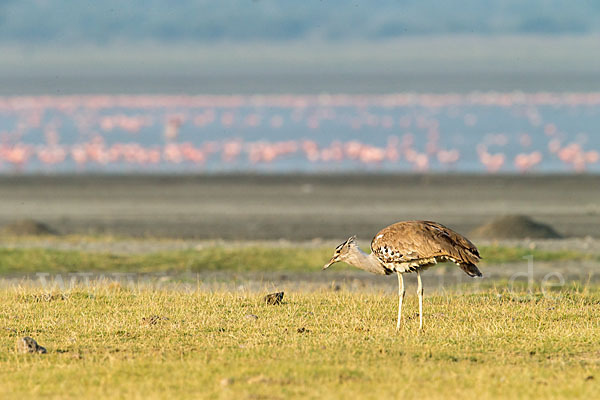 Zwergflamingo (Phoeniconaias minor)