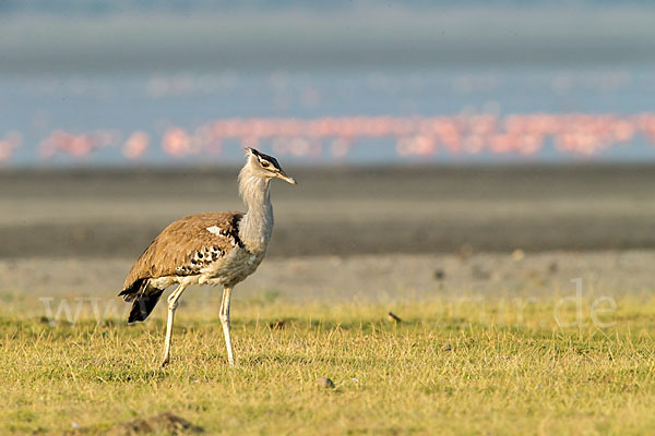 Zwergflamingo (Phoeniconaias minor)