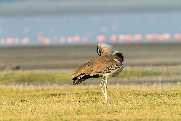 Zwergflamingo (Phoeniconaias minor)