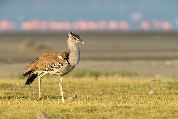 Zwergflamingo (Phoeniconaias minor)