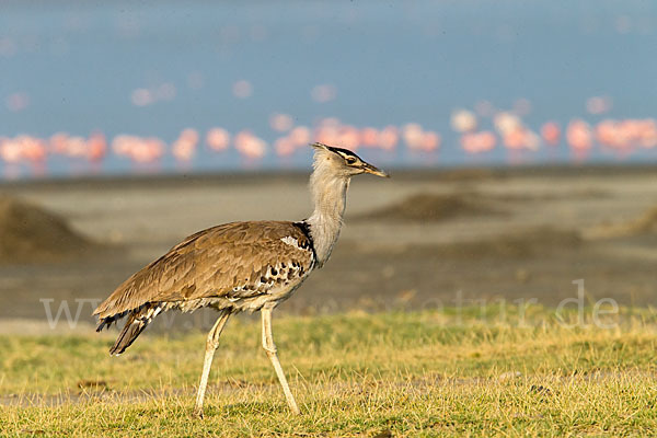 Zwergflamingo (Phoeniconaias minor)