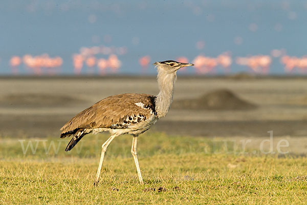 Zwergflamingo (Phoeniconaias minor)