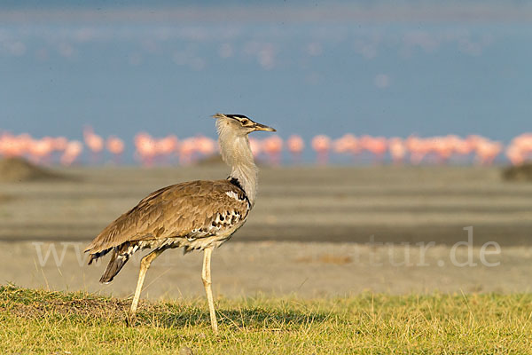 Zwergflamingo (Phoeniconaias minor)