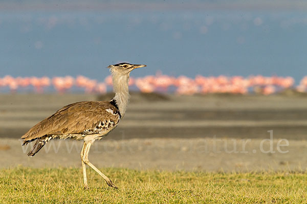 Zwergflamingo (Phoeniconaias minor)