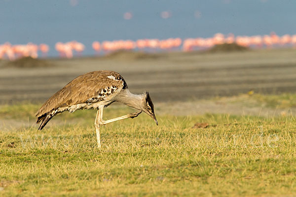 Zwergflamingo (Phoeniconaias minor)