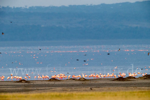 Zwergflamingo (Phoeniconaias minor)