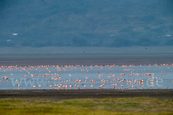 Zwergflamingo (Phoeniconaias minor)