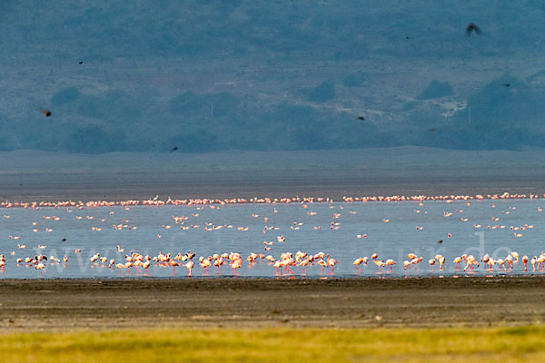 Zwergflamingo (Phoeniconaias minor)