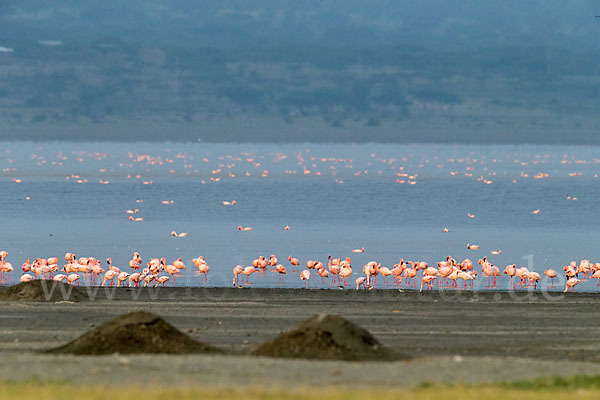 Zwergflamingo (Phoeniconaias minor)