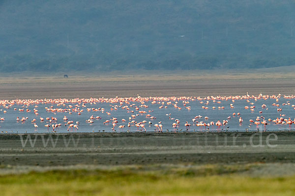 Zwergflamingo (Phoeniconaias minor)