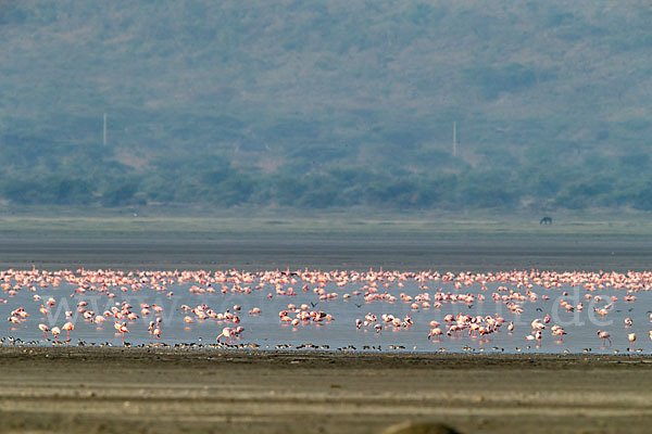 Zwergflamingo (Phoeniconaias minor)