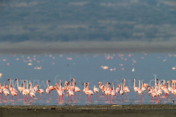 Zwergflamingo (Phoeniconaias minor)