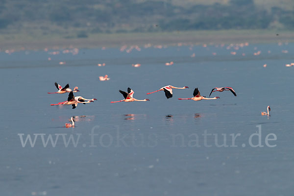 Zwergflamingo (Phoeniconaias minor)