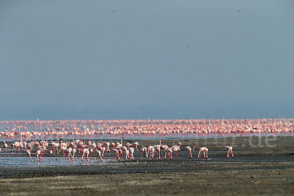 Zwergflamingo (Phoeniconaias minor)