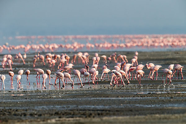 Zwergflamingo (Phoeniconaias minor)