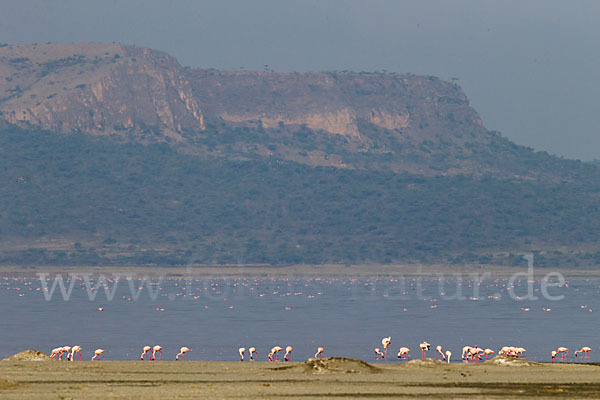 Zwergflamingo (Phoeniconaias minor)