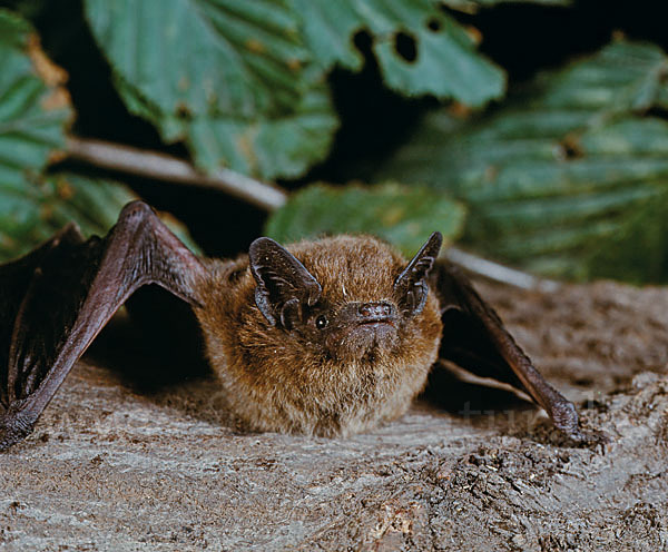 Zwergfledermaus (Pipistrellus pipistrellus)