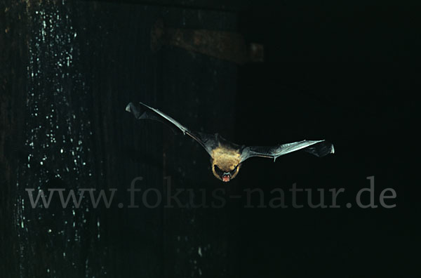 Zwergfledermaus (Pipistrellus pipistrellus)