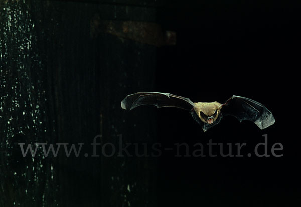 Zwergfledermaus (Pipistrellus pipistrellus)