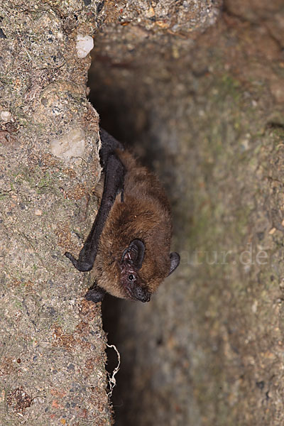 Zwergfledermaus (Pipistrellus pipistrellus)