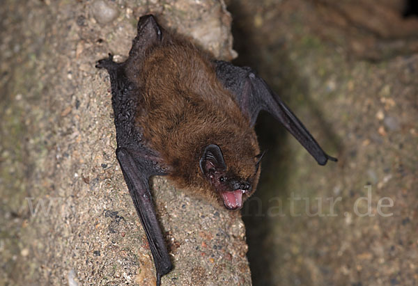 Zwergfledermaus (Pipistrellus pipistrellus)