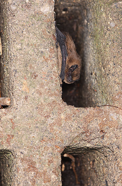 Zwergfledermaus (Pipistrellus pipistrellus)