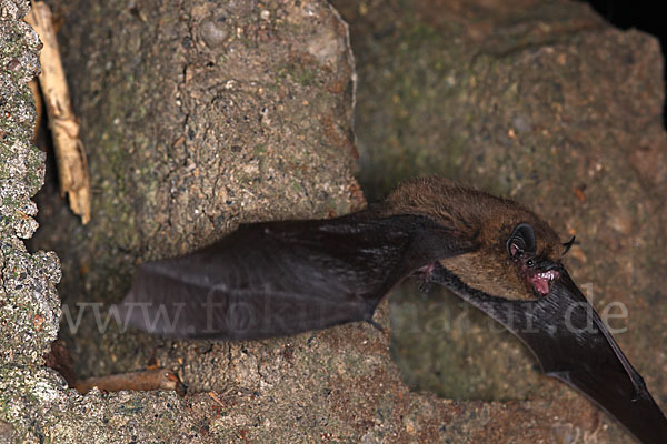 Zwergfledermaus (Pipistrellus pipistrellus)