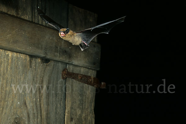 Zwergfledermaus (Pipistrellus pipistrellus)