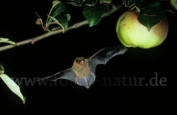 Zwergfledermaus (Pipistrellus pipistrellus)