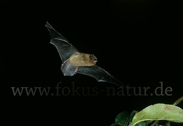 Zwergfledermaus (Pipistrellus pipistrellus)