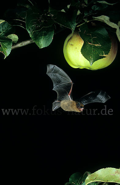 Zwergfledermaus (Pipistrellus pipistrellus)