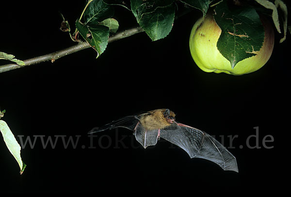 Zwergfledermaus (Pipistrellus pipistrellus)