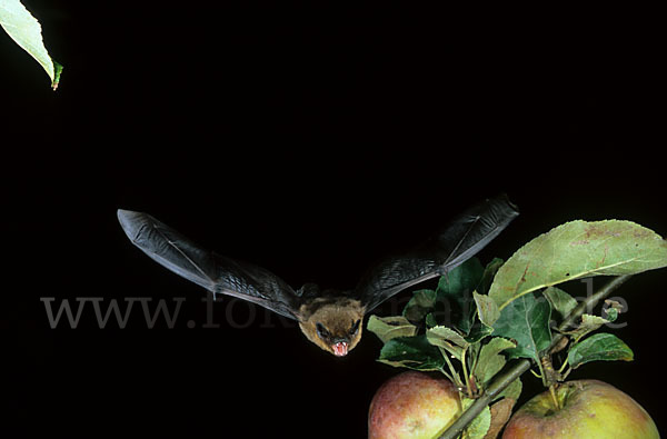 Zwergfledermaus (Pipistrellus pipistrellus)