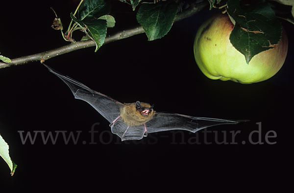 Zwergfledermaus (Pipistrellus pipistrellus)