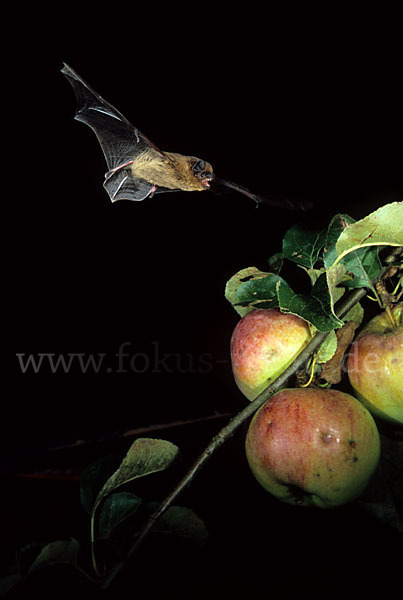 Zwergfledermaus (Pipistrellus pipistrellus)