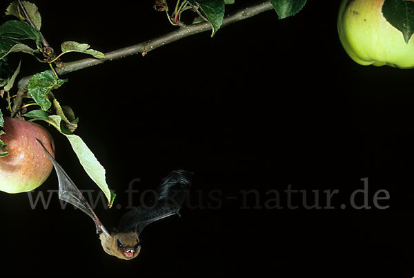 Zwergfledermaus (Pipistrellus pipistrellus)